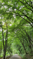 숲, 숲길, 나무, Forest, forest path, tree