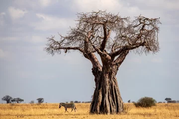 Foto op Canvas African Baobab tree, Tarangire National Park Tanzania © Ken Griffiths
