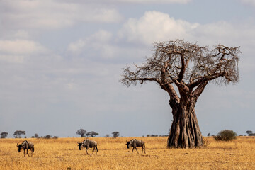 African Baobab tree, Tarangire National Park Tanzania