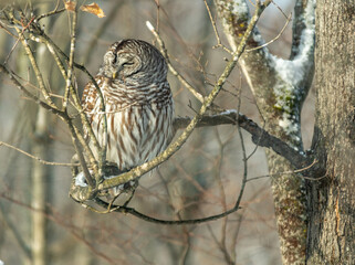 Barred Owl in Winter Perched on a Branch