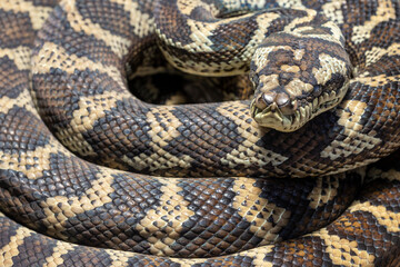 Australian Coastal Carpet Python resting in curled position