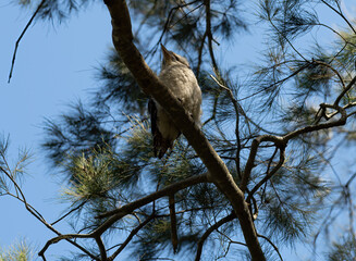 Kookaburra in a native Australian casuarina tree against a deep blue sky. You can see the kookaburra's underside.