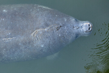 Naklejka premium Closeup of a Florida manatee (Trichechus manatus latirostris) in the warm water refuge near the Tampa Electric (TECO) power plant in Apollo Beach, Florida