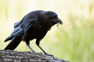 A crow with something in its beak (maybe lichens) in Myakka River State Park, Florida