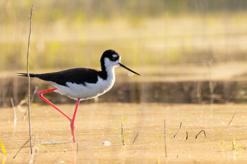 A cute wading bird called a black-necked stilt (Himantopus mexicanus), walks in the water at Myakka River State Park, Florida