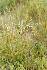 tall grass prairie and oak savannah plants
