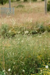 tall grass prairie and oak savannah plants