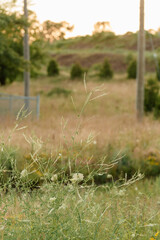 tall grass prairie and oak savannah plants