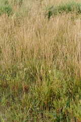tall grass prairie and oak savannah plants