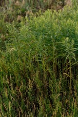 tall grass prairie and oak savannah plants