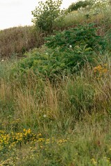 tall grass prairie and oak savannah plants