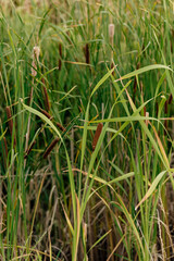 Obraz premium tall grass prairie and oak savannah plants
