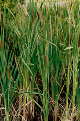 Obraz premium tall grass prairie and oak savannah plants