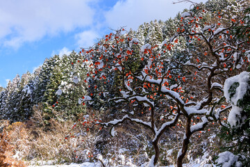 雪と柿の木