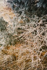 Dried grasses with a light dusting of snow in the colorado rocky mountains