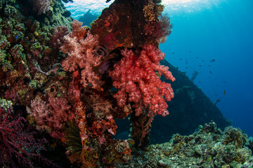 Naklejka na ściany i meble Amazing coral reefs at the famous Liberty ship wreck. Sea life of Tulamben, Bali, Indonesia.