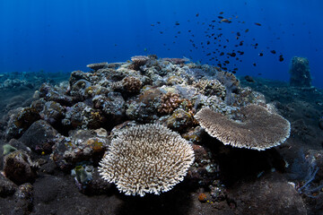 Naklejka na ściany i meble Amazing coral reefs. Sea life of Tulamben, Bali, Indonesia.