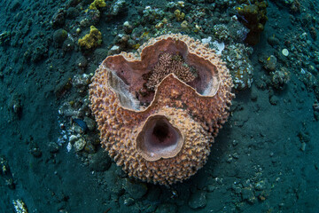 A giant sponge lives on the sea floor. Underwater world of Tulamben, Bali, Indonesia.