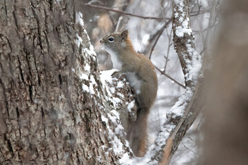 Red Squirrel Repose

(Sciurus vulgaris) pauses on a stalwart tree in the dense forest.  Free snow fall muffles its goings on in the wood