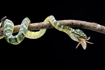 Wagler's pit viper ( Tropidolaemus wagleri ) eating a prey