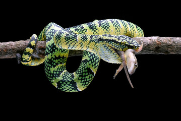 Wagler's pit viper ( Tropidolaemus wagleri ) eating a prey