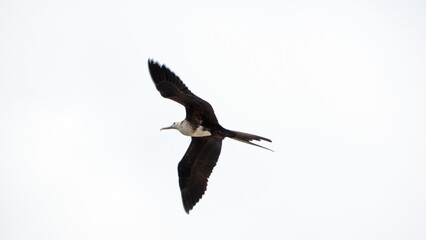 Female magnificent frigatebird (Fregata magnificens) in flight above Puerto Lopez, Ecuador
