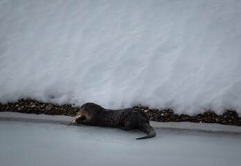 North American River Otter Eating Fish On Ice