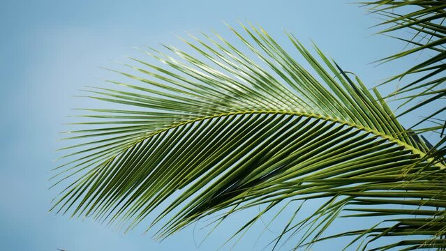 Tropical coconut palm fronds sway in a gentle breeze. Isolated against blue sky background under soft sunlight