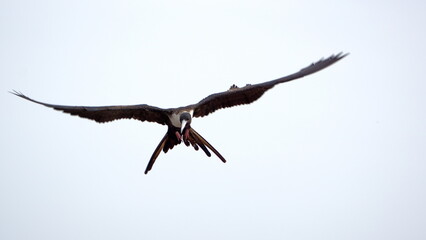 Female magnificent frigatebird (Fregata magnificens) in flight above Puerto Lopez, Ecuador