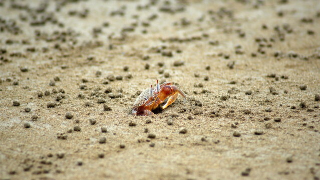 Red crab going into a hole on the beach in Puerto Lopez, Ecuador