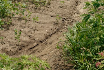 conventional soil bean farm with soil erosion
