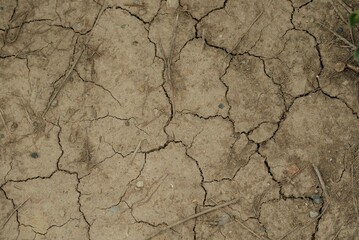 conventional soil bean farm with soil erosion