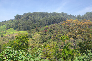 Fototapeta na wymiar Tea plantation and forest in Nuwara Eliya, Sri Lanka.