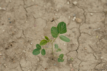conventional soil bean farm with soil erosion