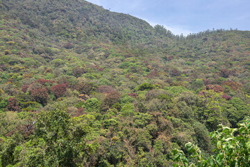 Forest in Nuwara Eliya, Sri Lanka.