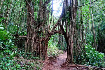 Arched Entry to the Forest 
