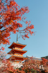 Kiyomizu-dera Temple and autumn maple in Kyoto, Japan
