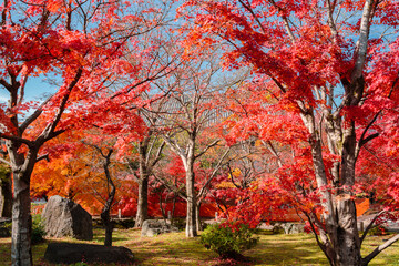 Fototapeta na wymiar Autumn of Chishaku-in temple in Kyoto, Japan