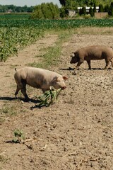 pigs on farm
