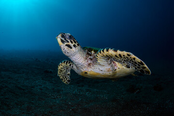 Hawksbill Turtle - Eretmochelys imbricata swims along the sea floor. Sea life of Tulamben, Bali, Indonesia.