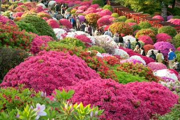 Foto auf Acrylglas 色とりどりのツツジが咲く春の根津神社　Colorful azalea flowers at Nezu Shrine in Tokyo, Japan © wooooooojpn