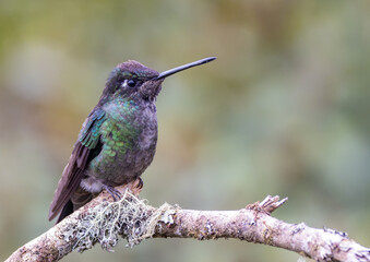 side view of a talamanca hummingbird perched on a branch