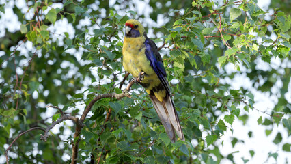 green rosella perched in a birch tree
