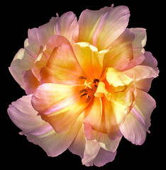 Fototapeta na wymiar Pink-yellow tulip flower on black isolated background. Closeup. 