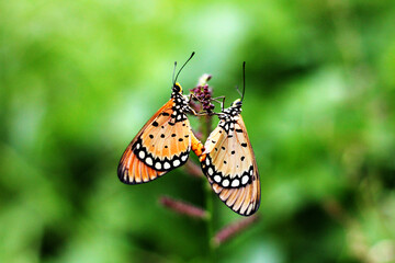 couple of butterfly perches on a grass flower