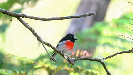 close up of a male scarlet robin at mt field