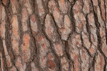 Red pine bark for backdrops and background use in advertising brochures newsletters magazines media...