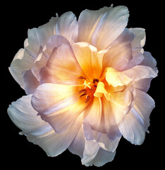 Fototapeta na wymiar Tulip flower on black isolated background. Closeup. 