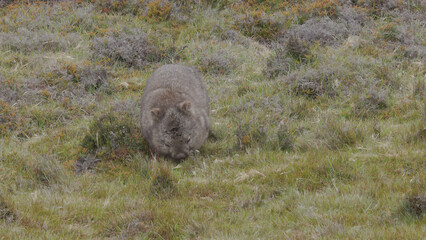 front view of a wombat scratching its side at cradle mt