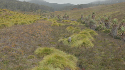 wide shot of a common wombat grazing at ronny creek of cradle mountain
